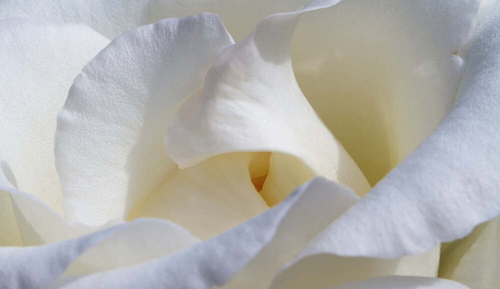 The Passing of Pope Francis